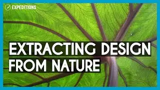 Plant Secrets in Science | Silvia Vignolini