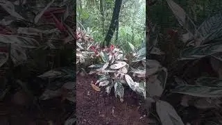 Stromanthe sp. (Triostar)