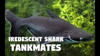 Tankmates of Iridescent Shark