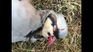 2020-21!  Nevada Chukar Season Part 1 with Hunting Tips, Pointing Dog Action, and Adventure