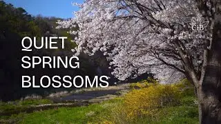 Quiet Spring Blossoms | Peaceful Morning Ambience | Calm in Bloom