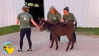 Shy Rescue Donkey Becomes the King of the Farm