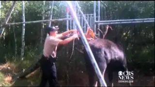 Rescue: Moose stuck in a swing set