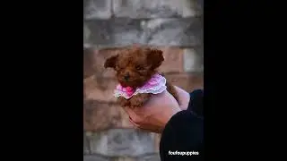Prince is true to his name! Handsome red male teacup Poodle!