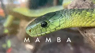 Face to face with a Jameson&rsquo;s Mamba (Dendroaspis jamesoni)