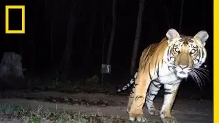 Camera Traps 