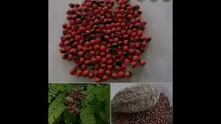 Benefit of cat eye seed and alligator pepper