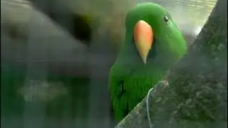 World of Birds Wildlife Sanctuary, Monkey Park battles to stay open