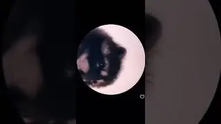 peco peco peco