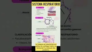 Sistema Respiratorio- Histolog&iacute;a #curiosidades #histology #anatomiafacil #integralmedica #noticias