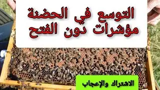 مؤشرات التوسع في الحضنة و التبييض عند الملكة دون الفتح على الخلية، دعمكم بالاشتراك و الإعجاب.
