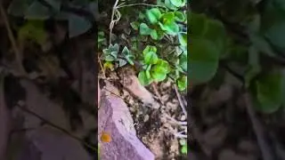 Finding 