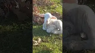 Lamb sitting