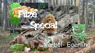 Pilze im Portrait: Karbolegerling