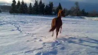 My ponies enjoying the fresh snow in Sunny Sequim