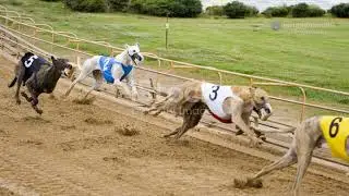 Do you know how dog races work stay here to learn