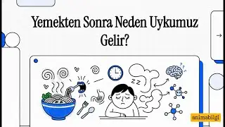 Neden Yemek Yedikten Sonra Hemen Uykumuz Gelir? Bilimsel Ama Eğlenceli Anlatım 😴🍽️