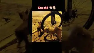 nh&igrave;n mấy con 🐕🐶 đ&aacute;ng y&ecirc;u #concho