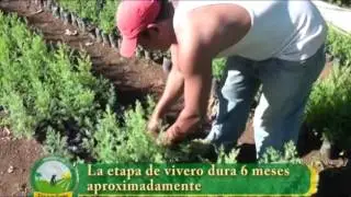 Manejo del ciprés