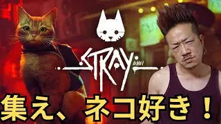 猫は好きですか？【STRAY】#迷い猫 #STRAY #脱出 #猫 #ネコ #野良猫 #PS4 #PS5