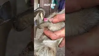 Farrier trims horses long ergot! #farrier #oddlysatisfying #asmr #horsecare #hoofcare #horsefarrier