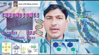 composition of chromosomes, DNA, Nucleotides | Nitrogenous bases of DNA | Ribose sugar | Ester bond