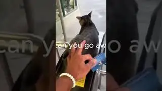 Funny & Cute Cats Compilation Episode 20 #shorts #cats #catsshorts
