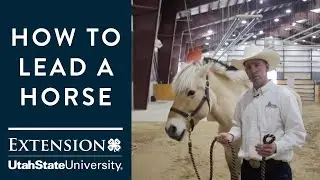 How to Lead a Horse