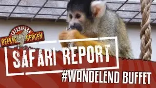 SAFARI REPORT | #37 WANDELEND BUFFET