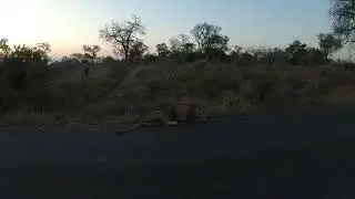 Lion Sleeping Peacefully on the Road  South Africa 🦁