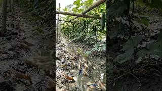 Wow! Amazing Polo Fishing Videos ! Best Big Fish Catching ! Primitive Technique fishing #fish #india