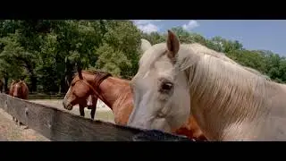 Wildwood Farm