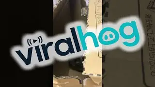 Rock Hyrax Hides in Cardboard Box || ViralHog