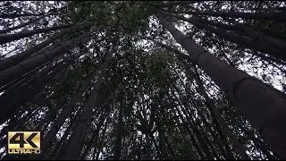 Wind through bamboo