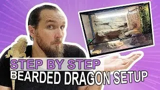How to Setup A Bearded Dragon Enclosure - Cookies Critters