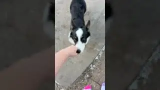 Catching Koga | #dog #dogs #chasing #cats