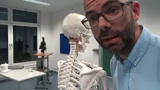 Schultergürtelmuskeln - m.levator scapulae