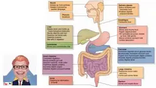 The Digestive System [KS3] - The Bio Coach