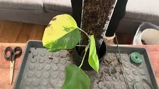 Monstera aurea on moss pole
