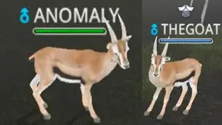 One Time Event Account - Wild Animals Online (WAO)