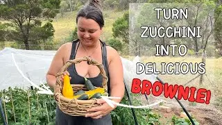 Fudgy Chocolate Zucchini Brownies Recipe You Must Try!