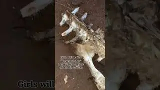 🏜️🦌💀#bones #elkhunt #girlsbelike #girls #naturegirl #bonecleaning #vultureculture #oddities