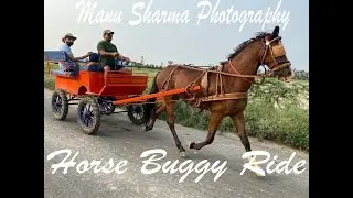 horse training for Horse buggy with Marwari horse for Out doors In Punjab India
