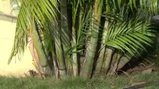 Tree Bamboo palm or Dypsis lutescens or Golden cane palm or butterfly palm