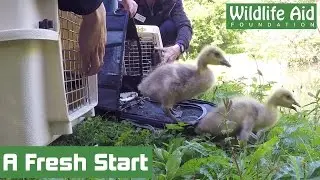 Canada goose family gets lost!
