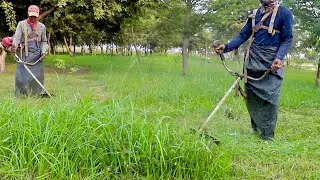 The Ultimate Grass Cutting Challenge: Speed and Precision