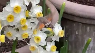 Kolibrievlinder - Hummingbird hawk-moth (Macroglossum stellatarum)  Slow-motion (240 FPS) 28-03-2025