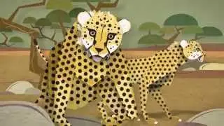 The Zoo is Alive: Cheetahs at Woodland Park Zoo Seattle