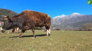 Cow Sounds in the Countryside 🐄 Relaxing Cow Video