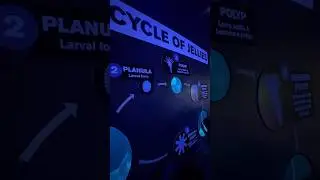 From Polyp to Medusa | Jellyfish Life Cycle Explained #aquarium #phoenix 927
